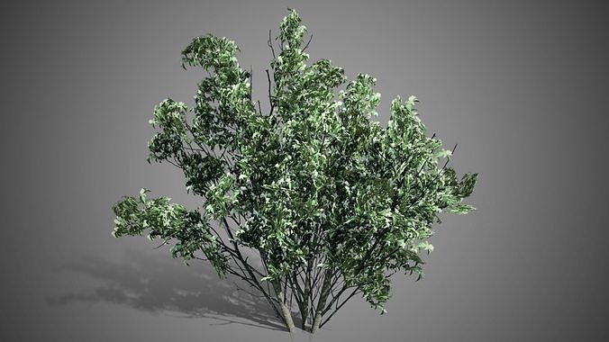 Kousa Dogwood Flowers Tree Low-poly 3D model
