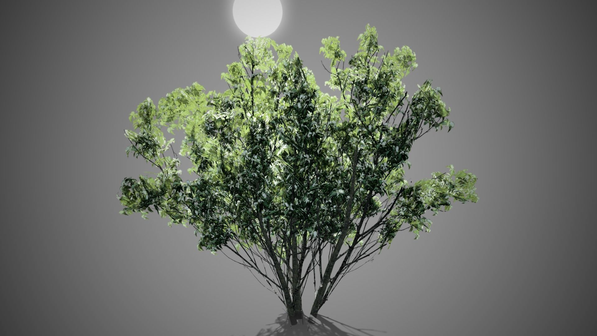 Kousa Dogwood Flowers Tree Low-poly 3D model_3