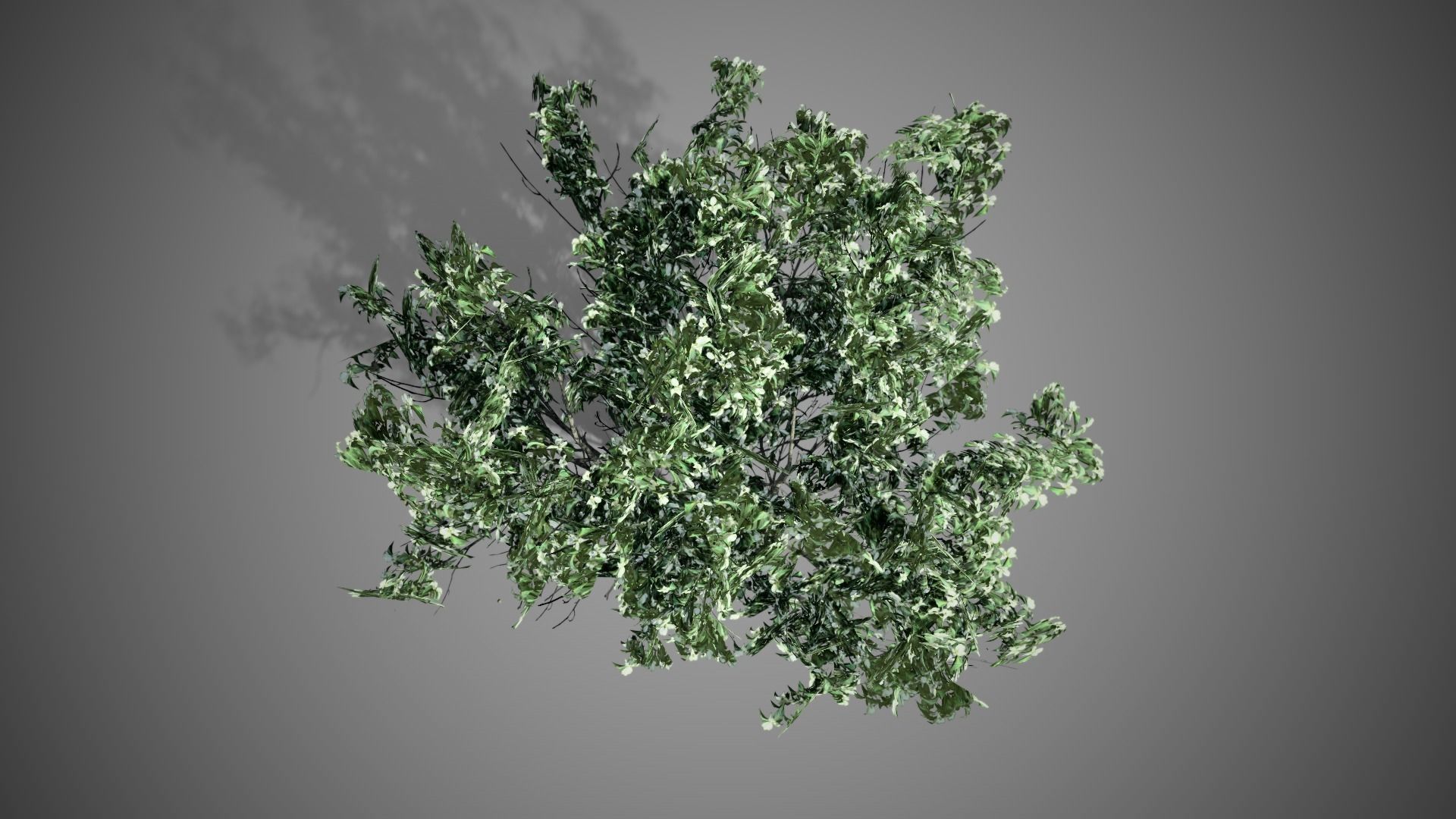 Kousa Dogwood Flowers Tree Low-poly 3D model_4