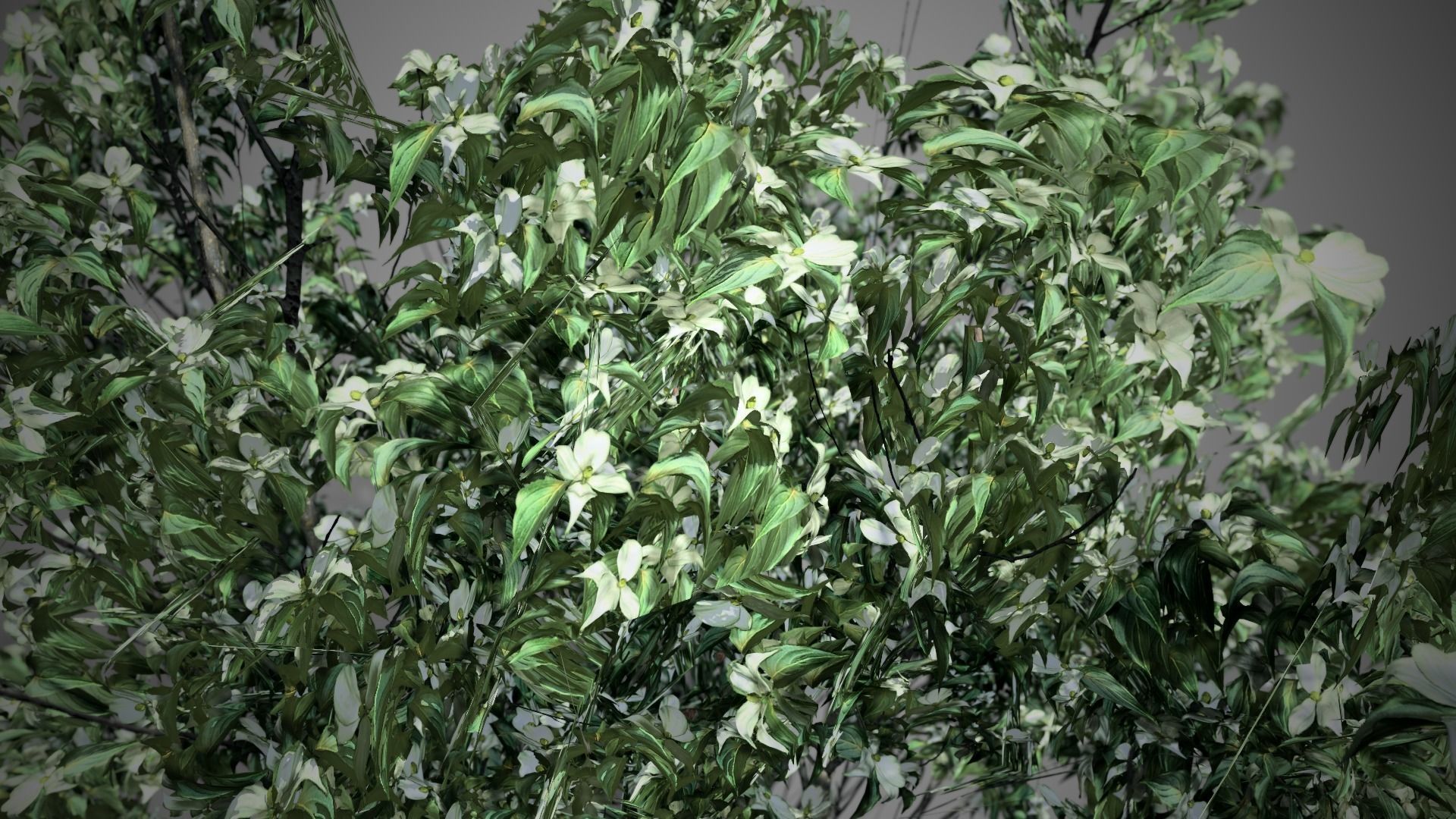 Kousa Dogwood Flowers Tree Low-poly 3D model_1