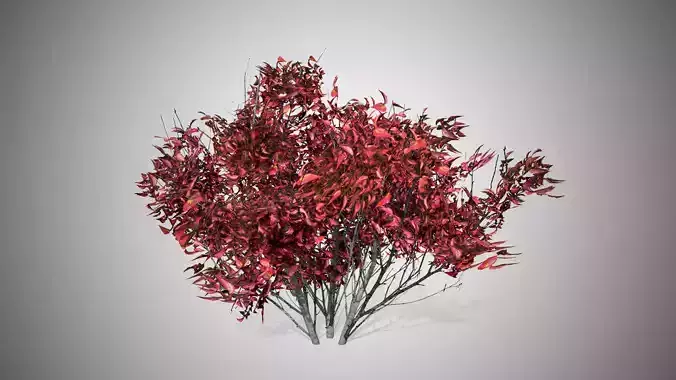 Kousa Dogwood Fall Tree Low-poly 3D model