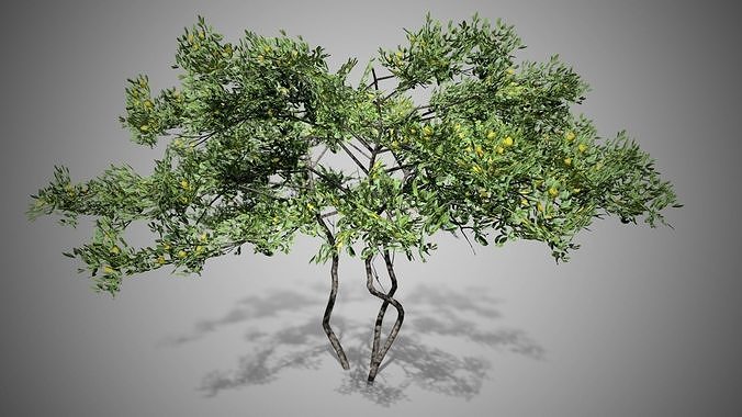 Lemon Fruit Tree Low-poly 3D model