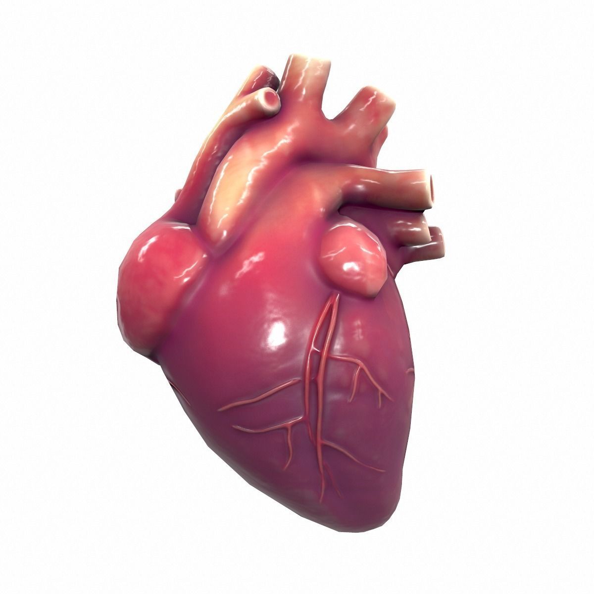 Human Heart