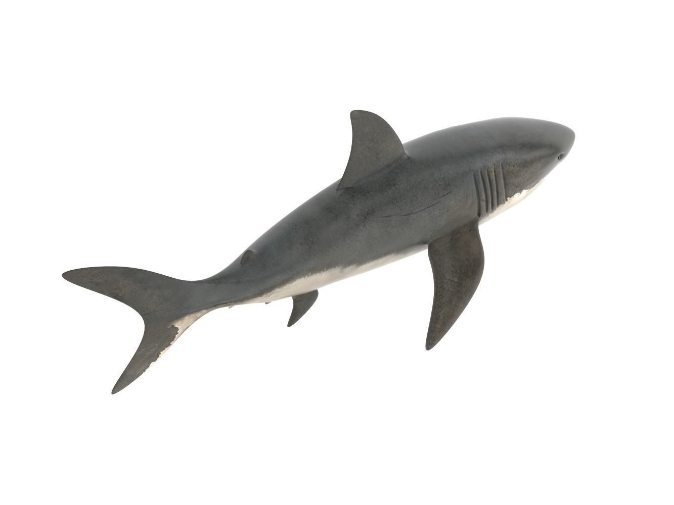 Great White Shark 3D model_5