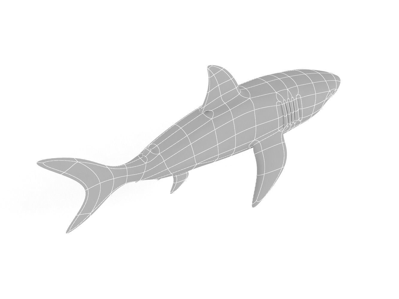 Great White Shark 3D model_12