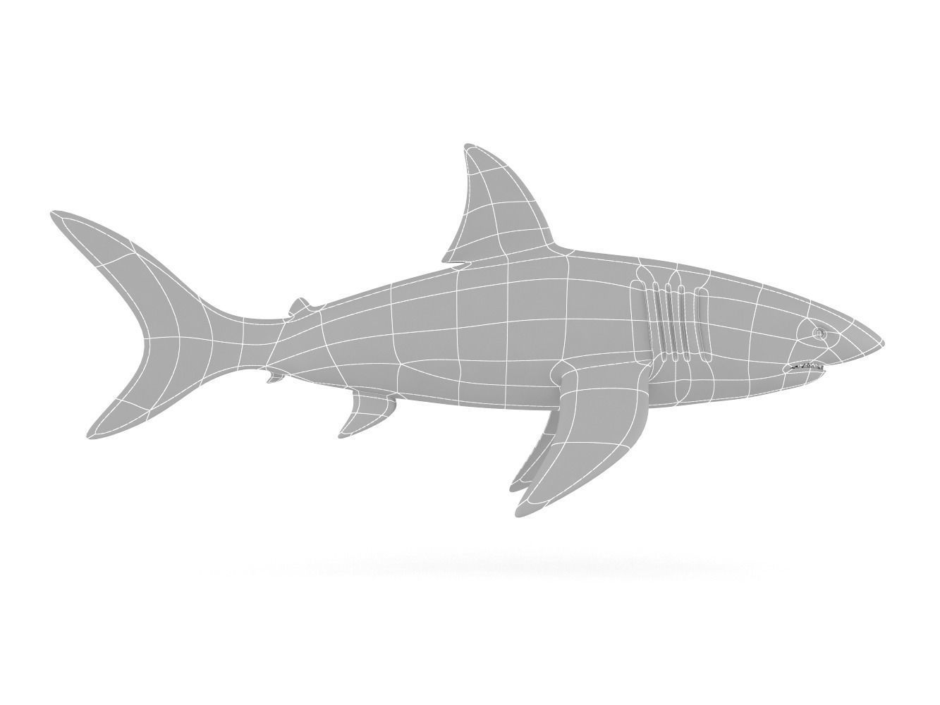Great White Shark 3D model_7