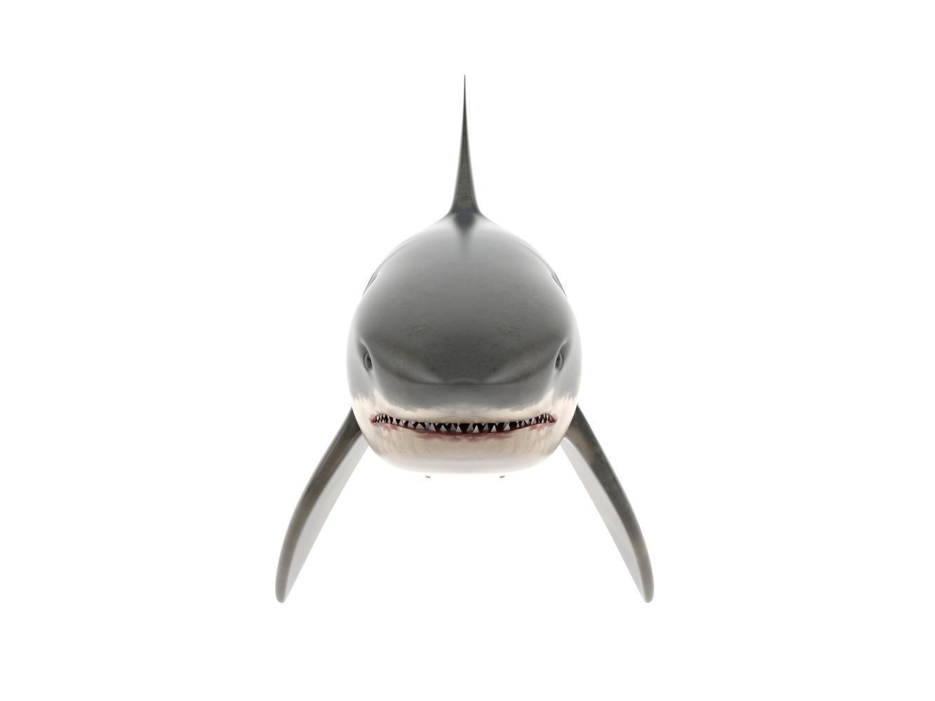 Great White Shark 3D model_4
