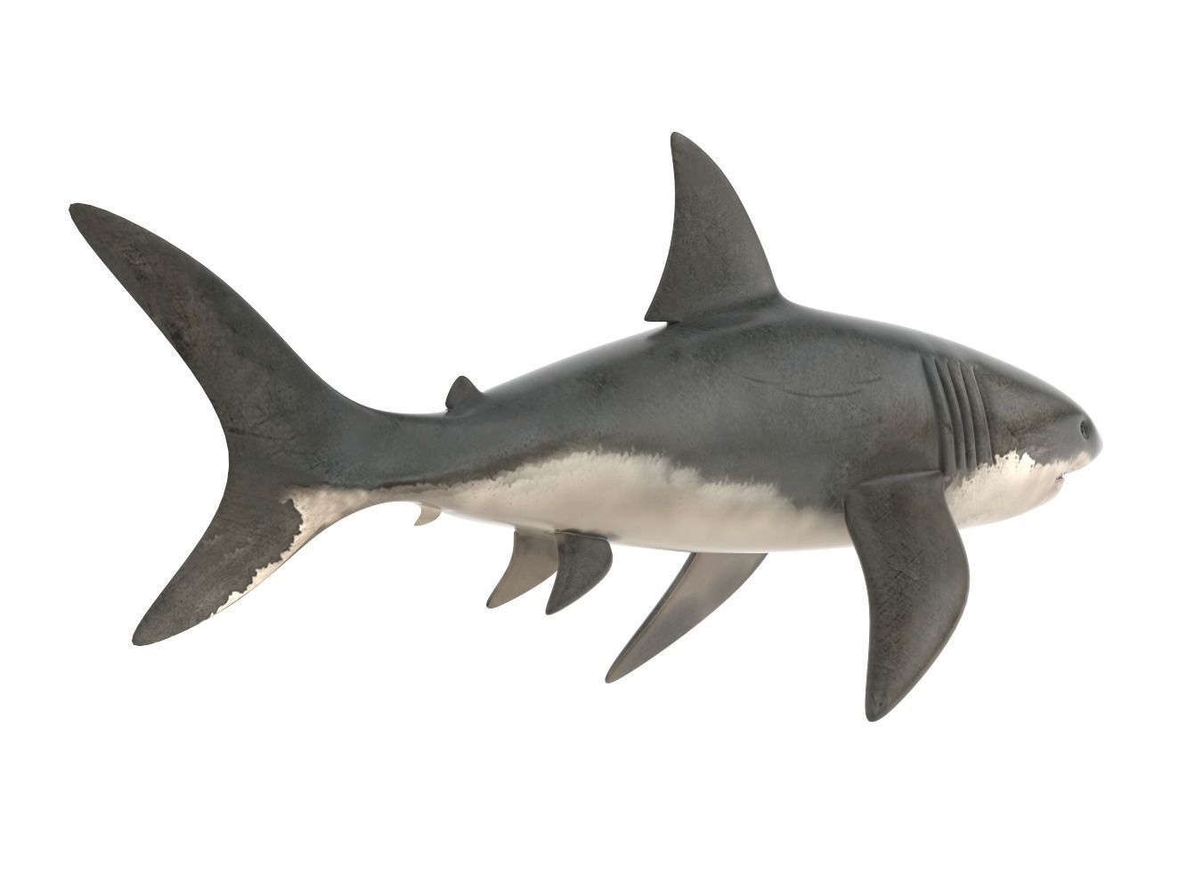Great White Shark 3D model_3