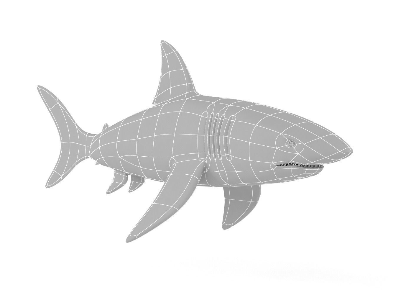 Great White Shark 3D model_8