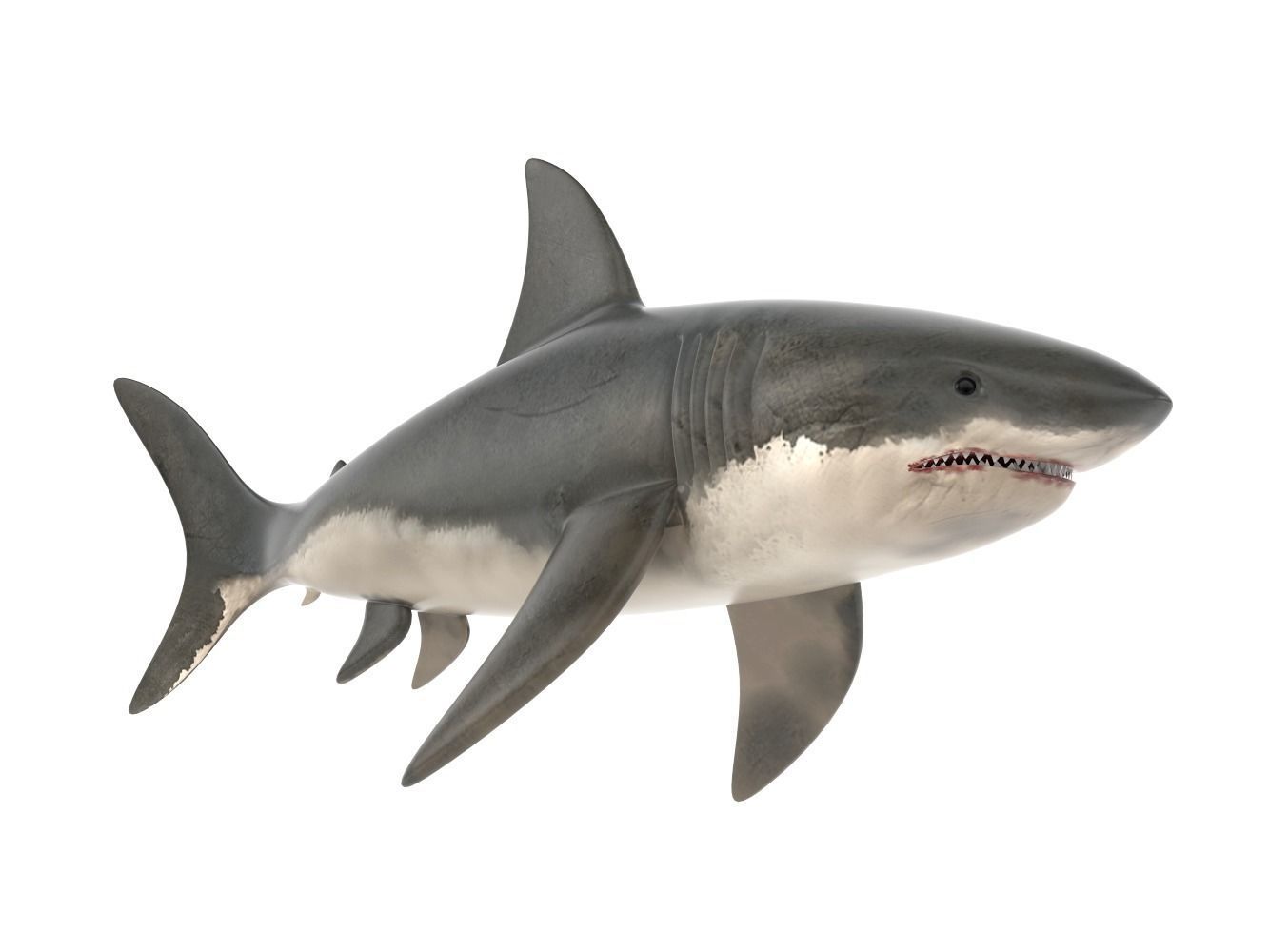 Great White Shark 3D model_6