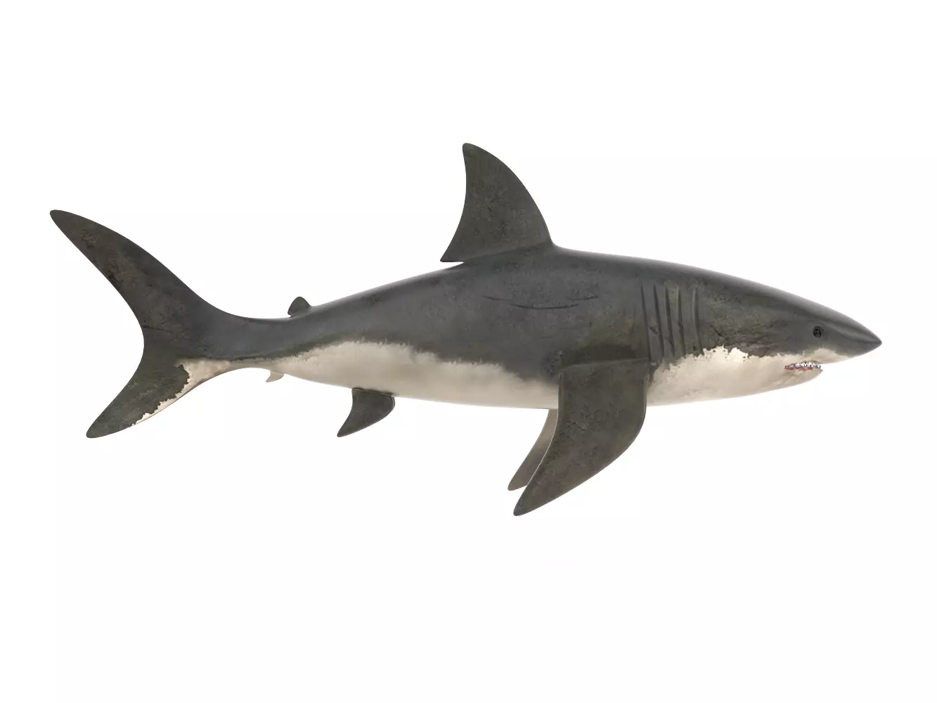 Great White Shark 3D model_0