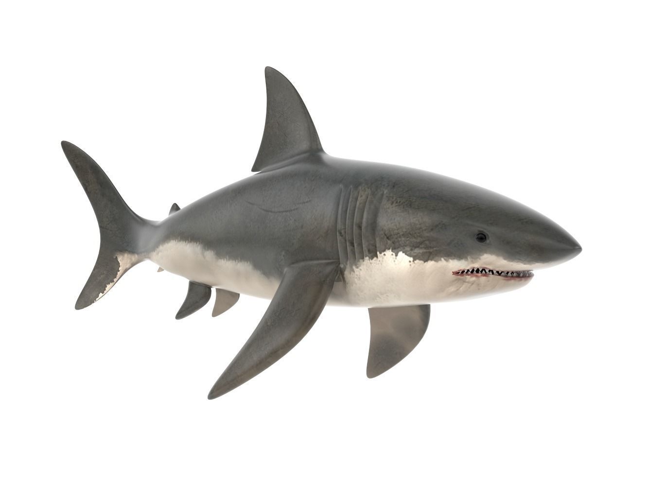 Great White Shark 3D model_1