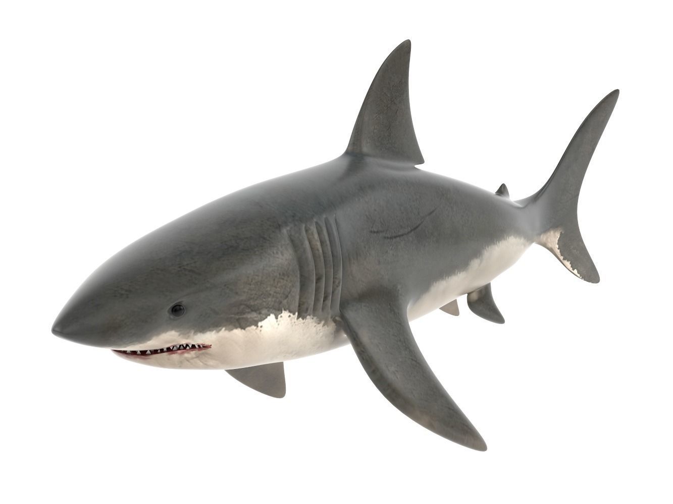 Great White Shark 3D model_2