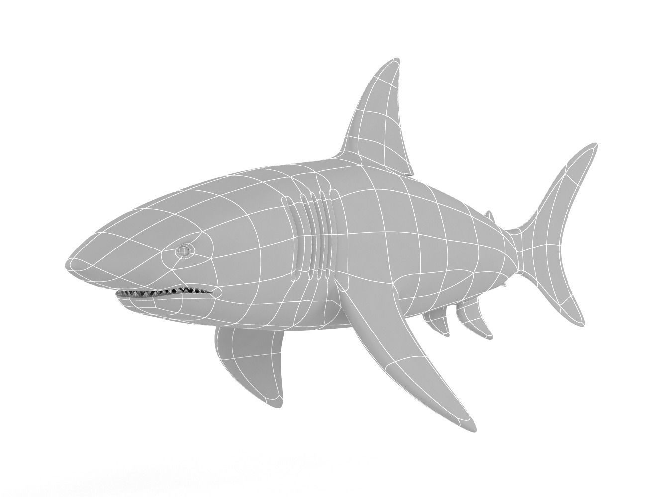 Great White Shark 3D model_9