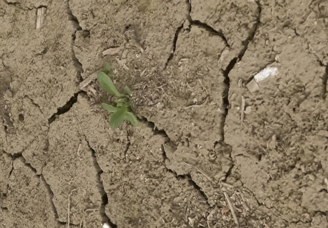 Ultra realistic Ground cracks 3D model_7