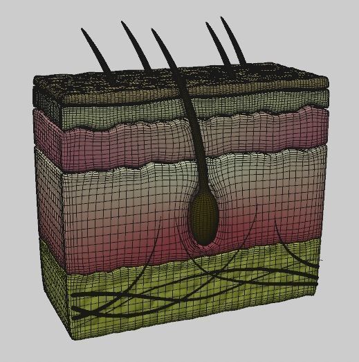 Human Scalp 3D model 3D model_1