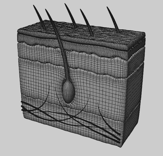 Human Scalp 3D model 3D model_4