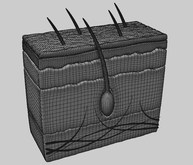 Human Scalp 3D model 3D model_3