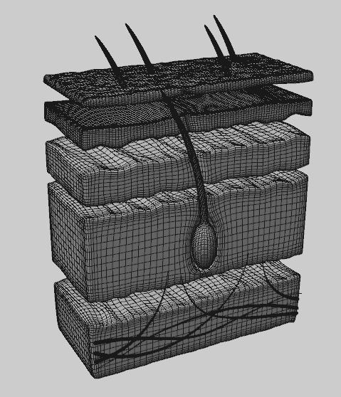 Human Scalp 3D model 3D model_6