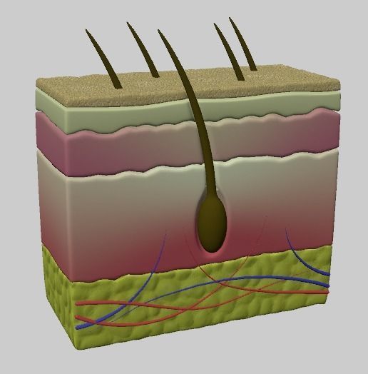 Human Scalp 3D model 3D model_2