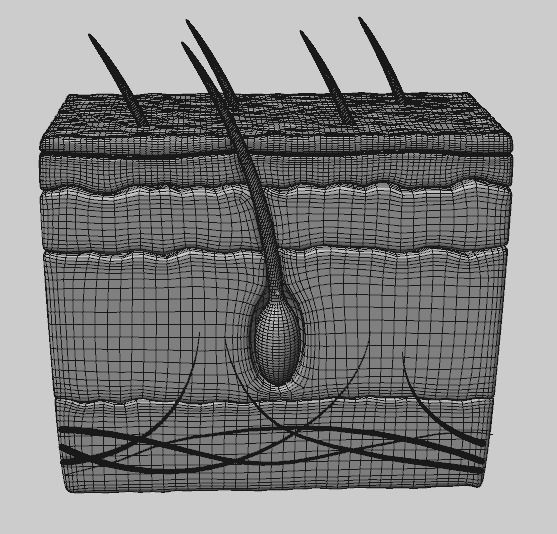 Human Scalp 3D model 3D model_5