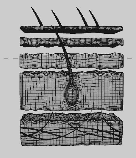 Human Scalp 3D model 3D model_7