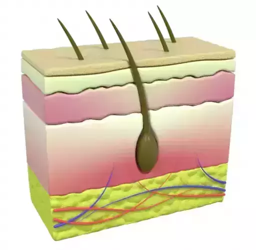 Human Scalp 3D model