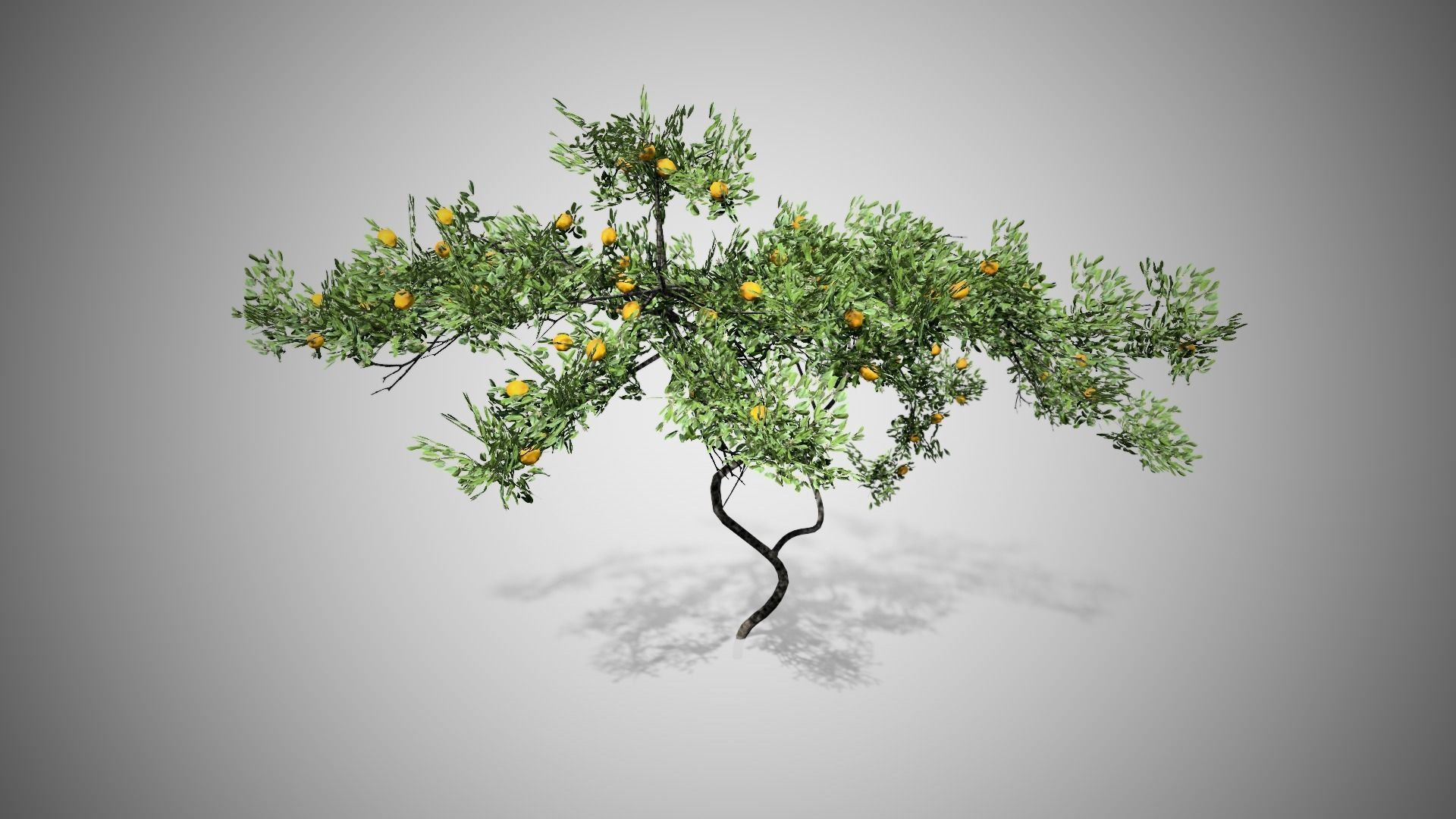 Lemon Fruit Tree LODs Low-poly 3D model_3