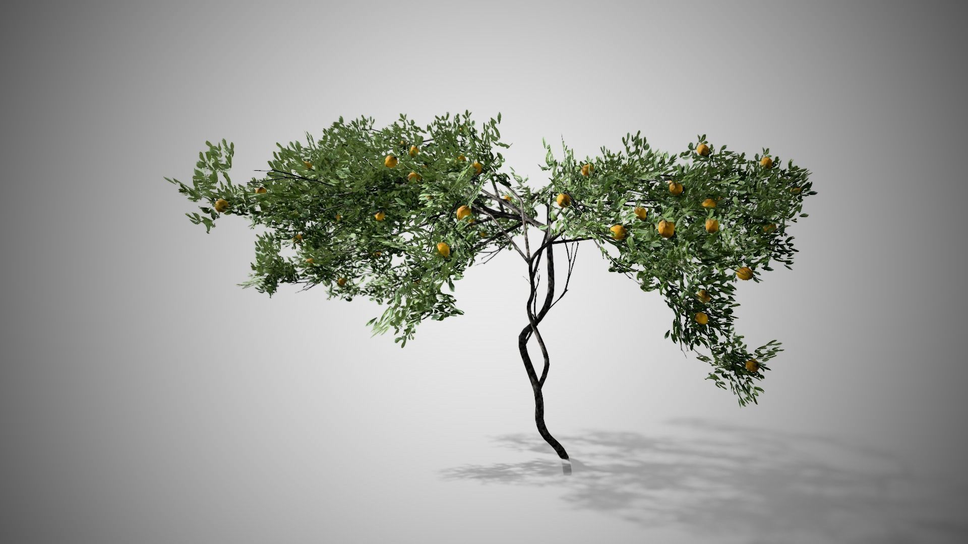Lemon Fruit Tree LODs Low-poly 3D model_5