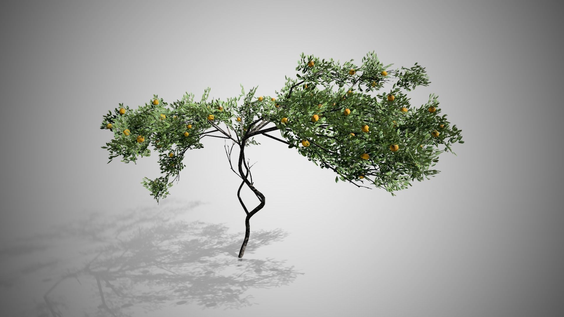 Lemon Fruit Tree LODs Low-poly 3D model_4