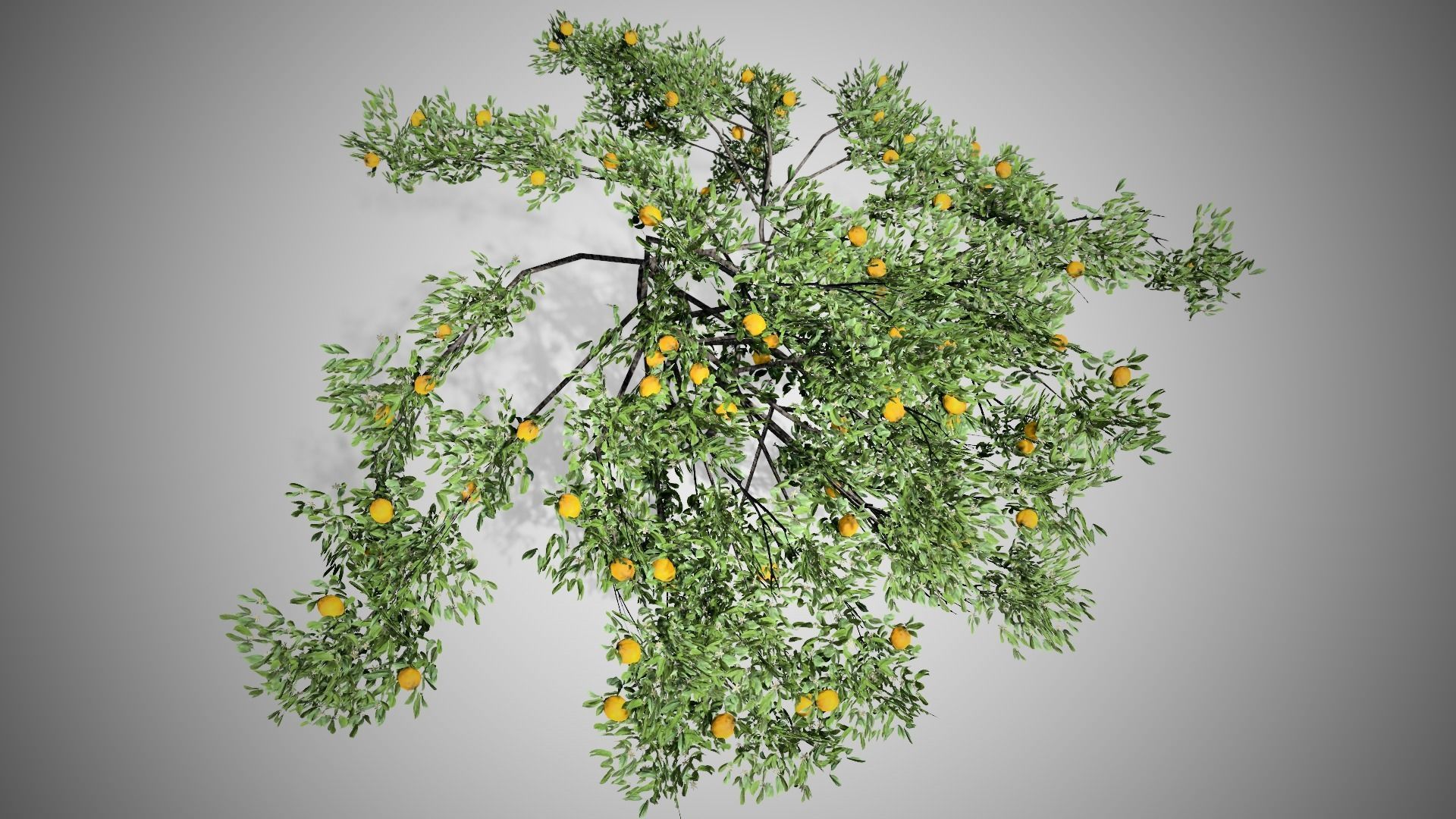 Lemon Fruit Tree LODs Low-poly 3D model_2
