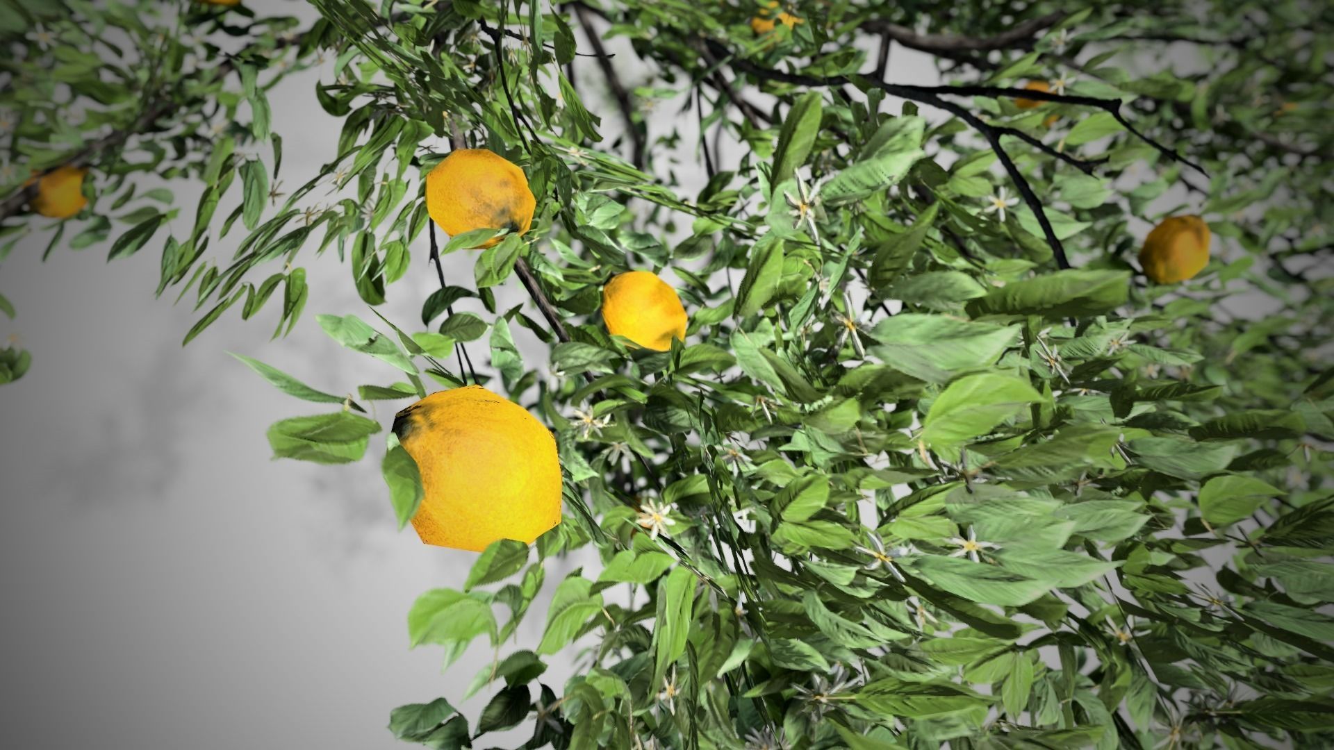 Lemon Fruit Tree LODs Low-poly 3D model_1