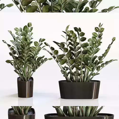 Amazing plant 3 Zamioculcas in black vase 3D model