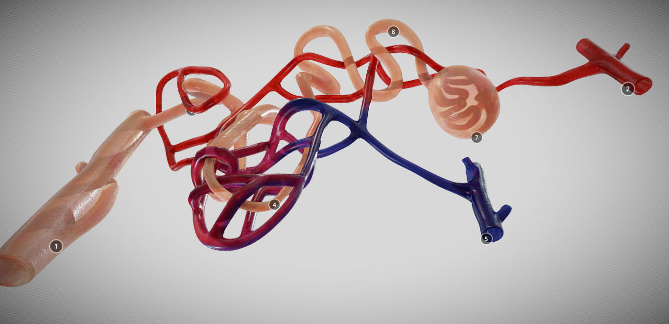Nephron human circulatory system - Low-poly 3D model_3