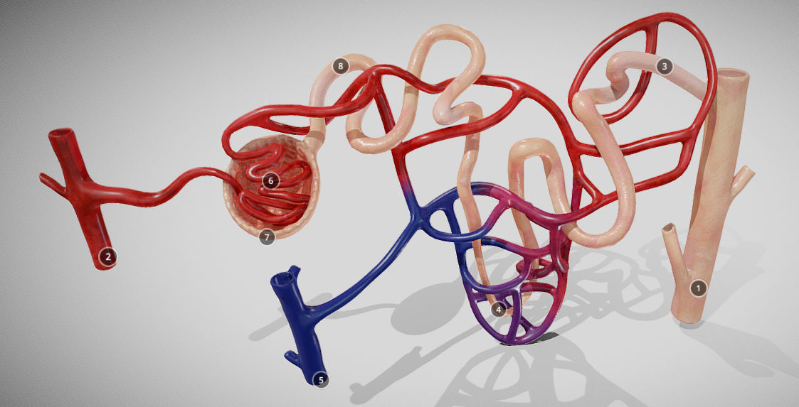 Nephron human circulatory system - Low-poly 3D model_14