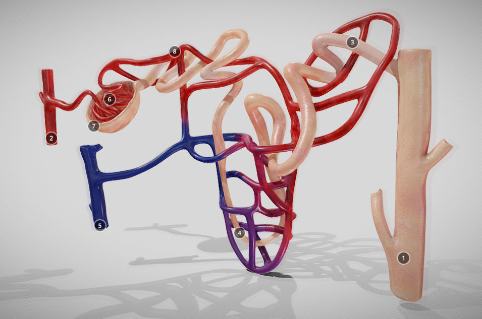Nephron human circulatory system - Low-poly 3D model_11