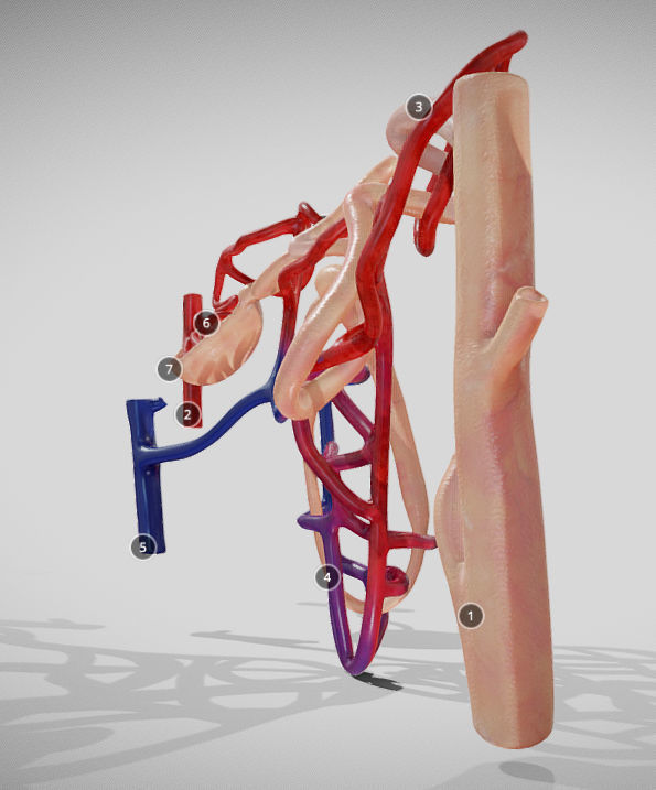 Nephron human circulatory system - Low-poly 3D model_16