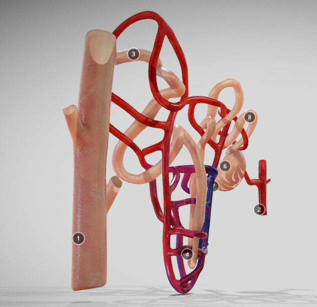 Nephron human circulatory system - Low-poly 3D model_18