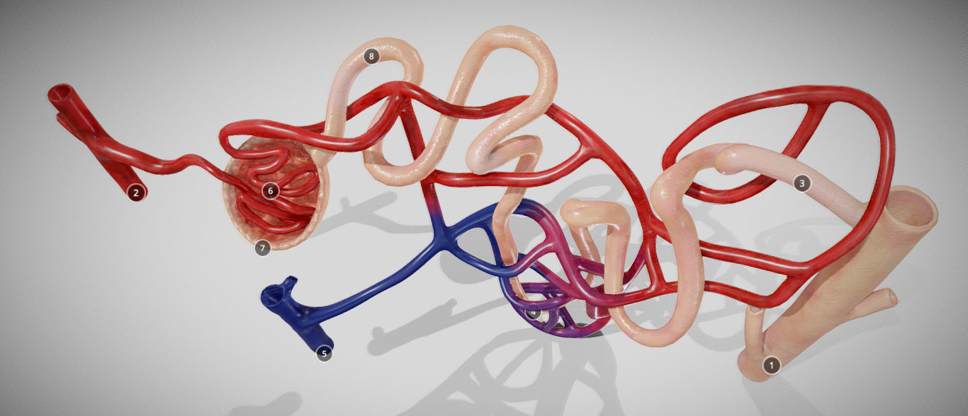Nephron human circulatory system - Low-poly 3D model_5