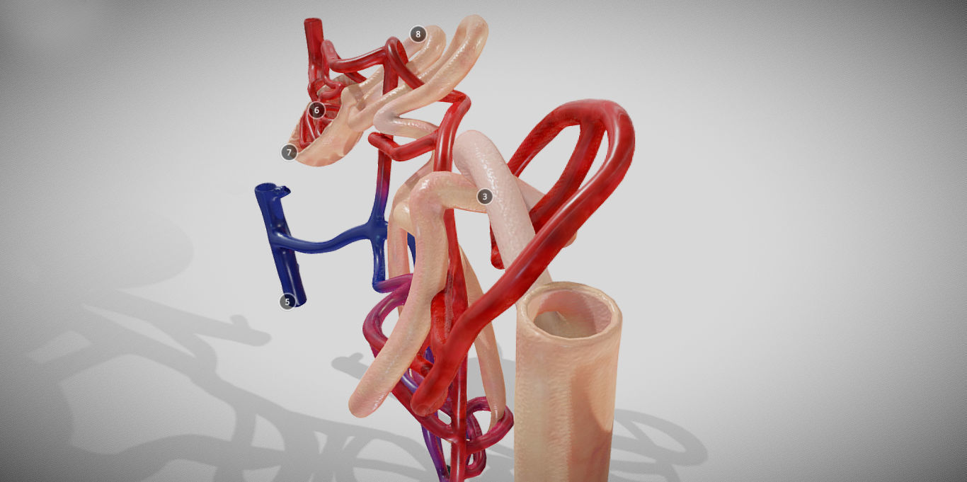 Nephron human circulatory system - Low-poly 3D model_7