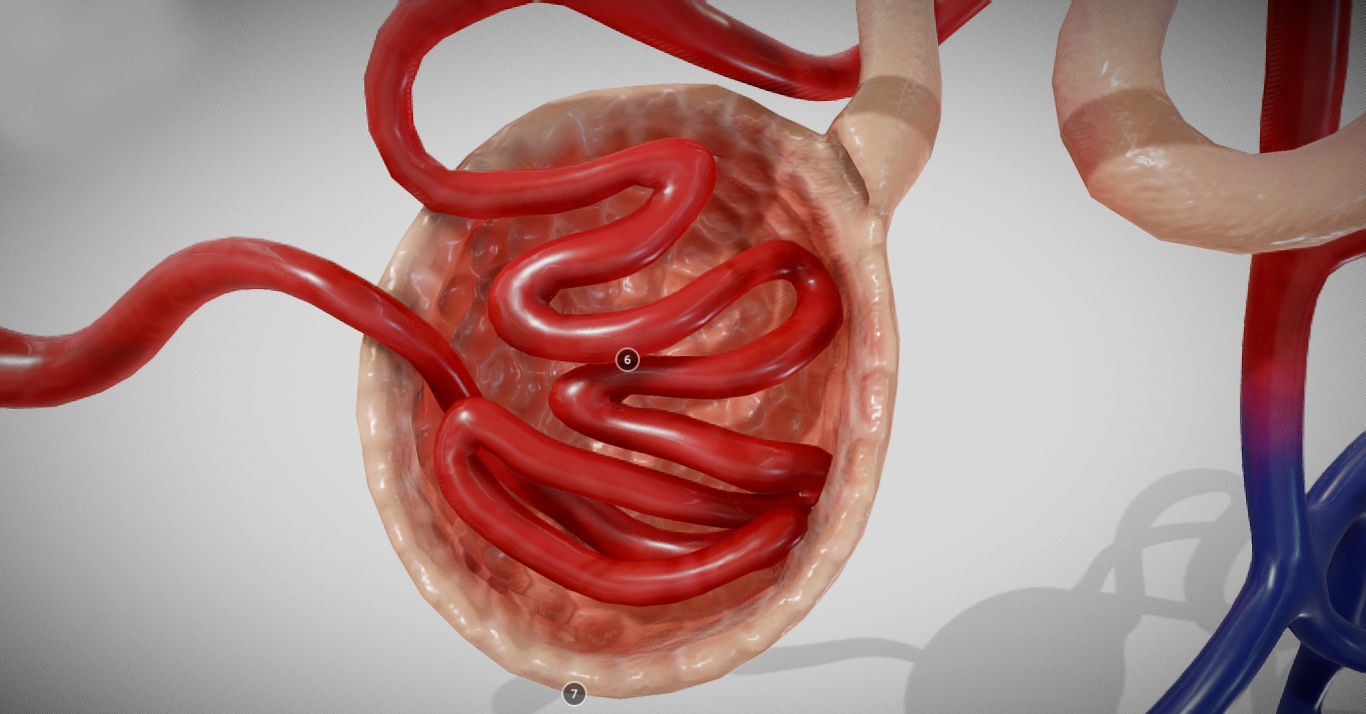 Nephron human circulatory system - Low-poly 3D model_2
