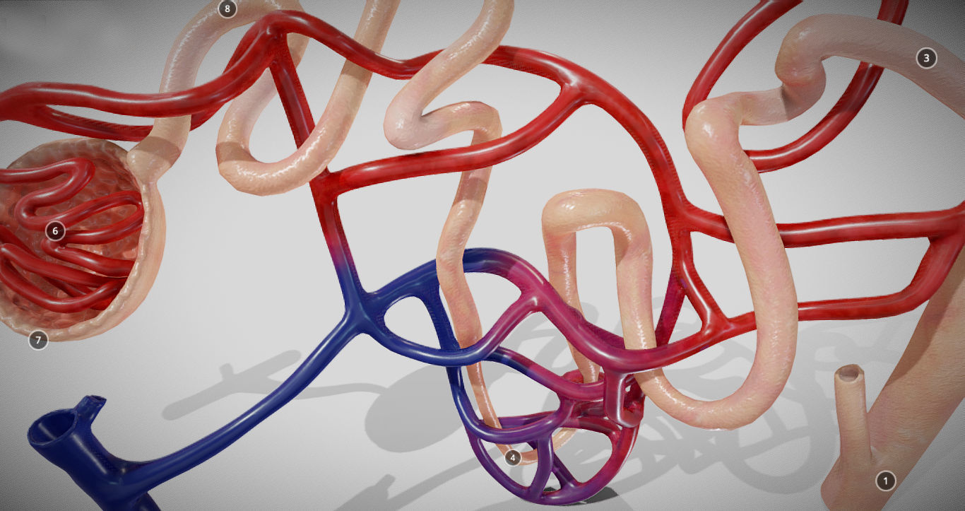 Nephron human circulatory system - Low-poly 3D model_1