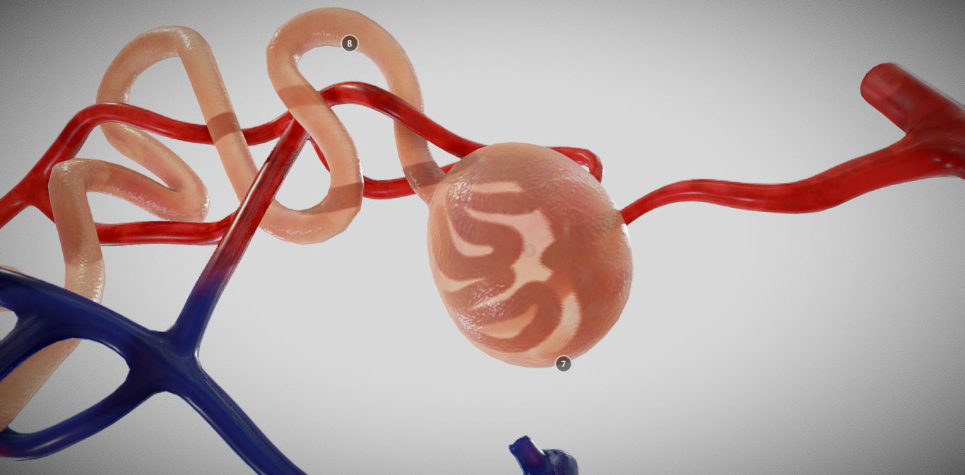 Nephron human circulatory system - Low-poly 3D model_4