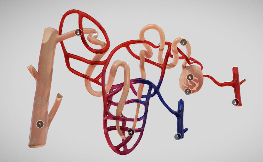 Nephron human circulatory system - Low-poly 3D model_20