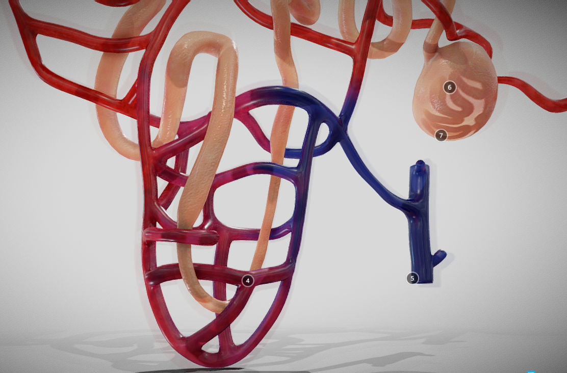 Nephron human circulatory system - Low-poly 3D model_8