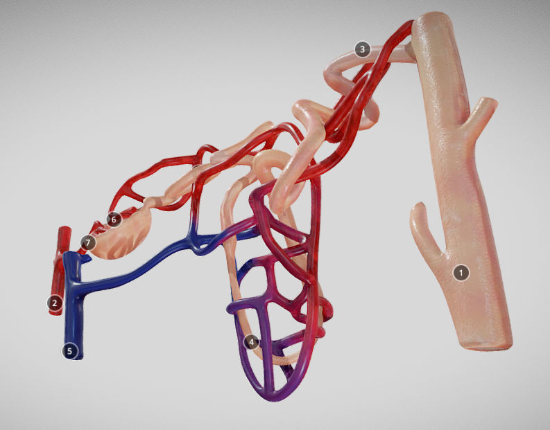 Nephron human circulatory system - Low-poly 3D model_13