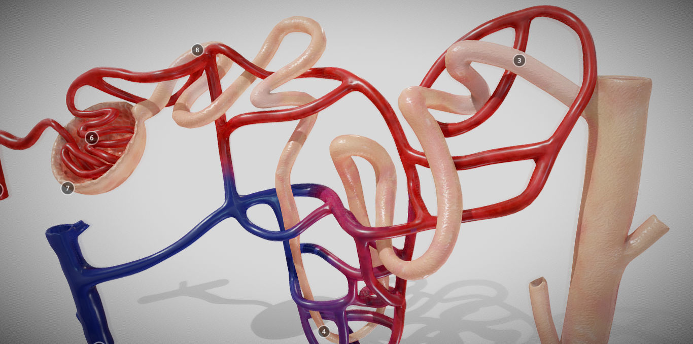 Nephron human circulatory system - Low-poly 3D model_6