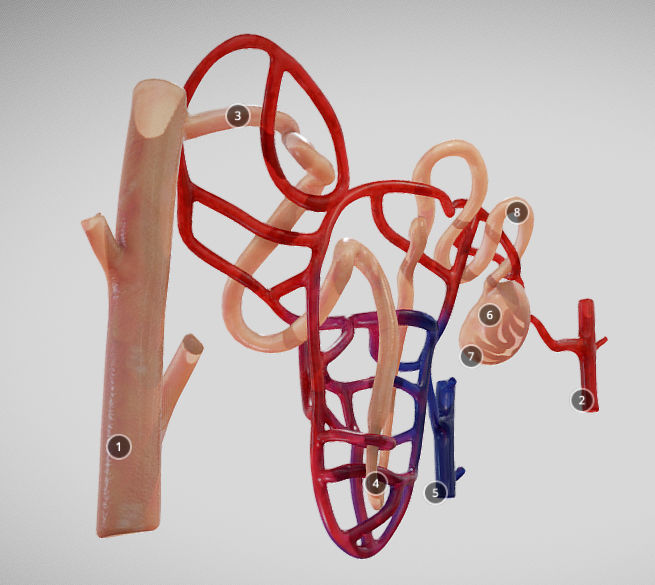 Nephron human circulatory system - Low-poly 3D model_19
