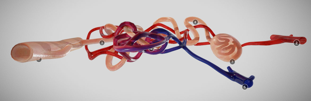 Nephron human circulatory system - Low-poly 3D model_10