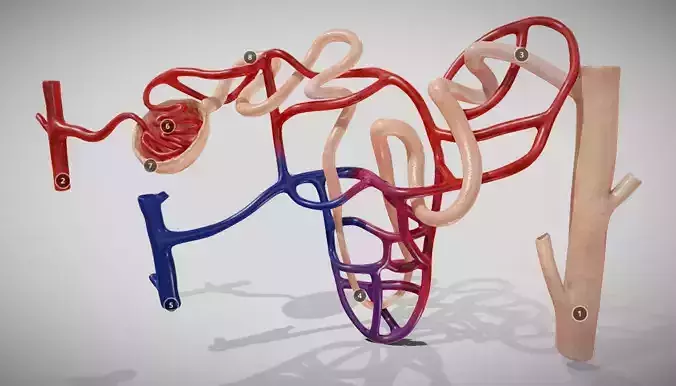 Nephron human circulatory system - Low-poly 3D model